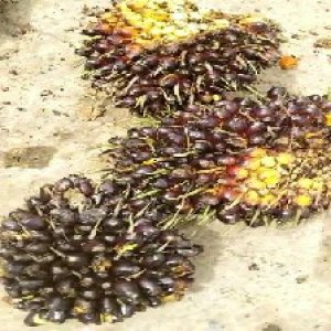 unripe_valid (172).jpg