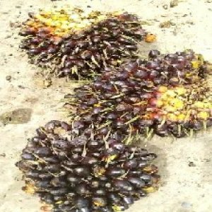 unripe_valid (173).jpg