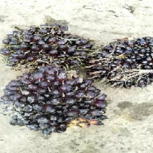 unripe_valid (176).jpg