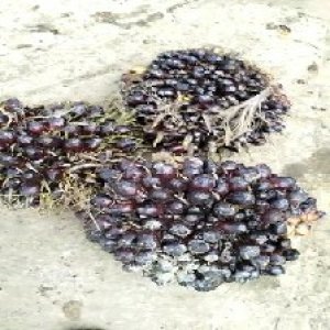 unripe_valid (177).jpg