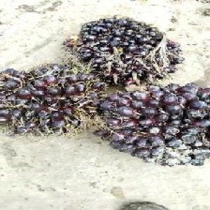 unripe_valid (178).jpg