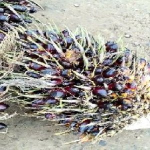 unripe_valid (18).jpg