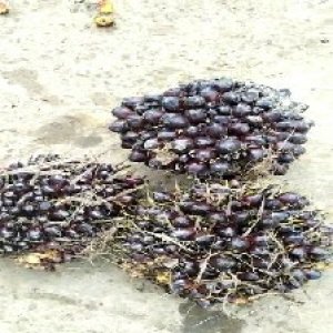 unripe_valid (181).jpg