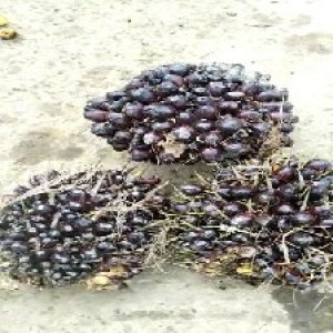 unripe_valid (182).jpg