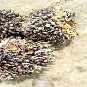 unripe_valid (183).jpg