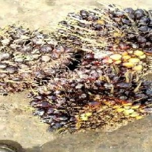 unripe_valid (184).jpg