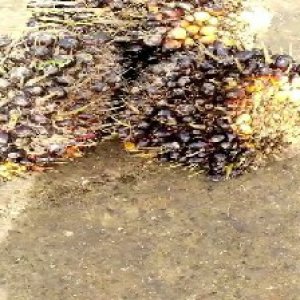 unripe_valid (185).jpg