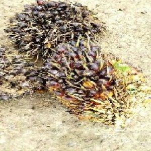 unripe_valid (186).jpg