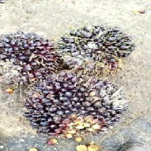 unripe_valid (187).jpg