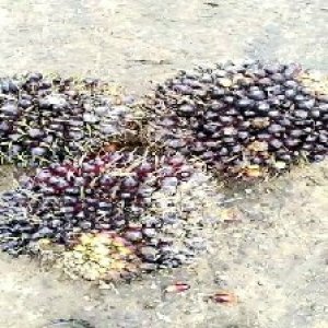 unripe_valid (188).jpg