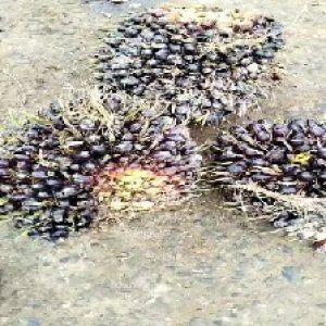 unripe_valid (189).jpg