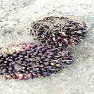 unripe_valid (234).jpg