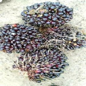 unripe_valid (235).jpg