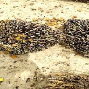 unripe_valid (237).jpg