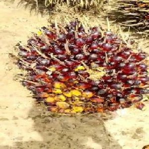 unripe_valid (24).jpg