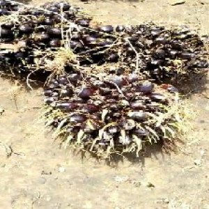 unripe_valid (240).jpg