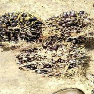 unripe_valid (241).jpg