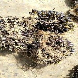 unripe_valid (244).jpg