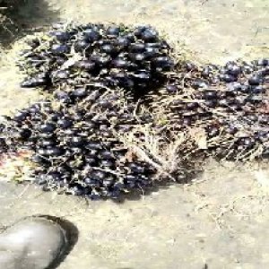 unripe_valid (245).jpg