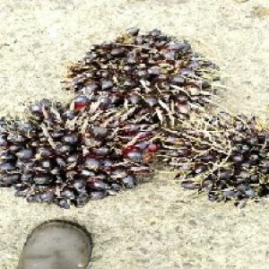 unripe_valid (249).jpg