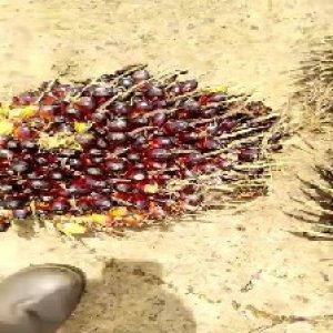 unripe_valid (25).jpg