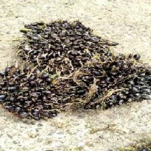 unripe_valid (252).jpg