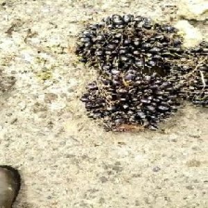 unripe_valid (253).jpg