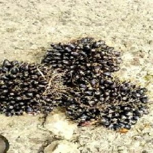 unripe_valid (256).jpg