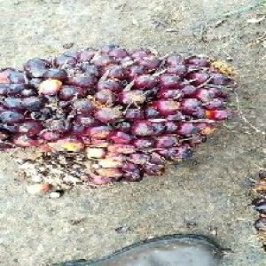 unripe_valid (26).jpg