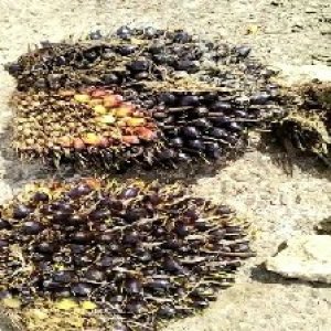 unripe_valid (260).jpg