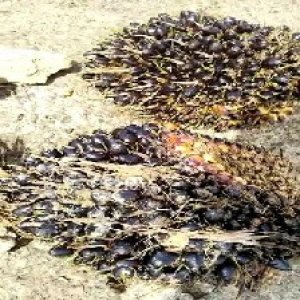 unripe_valid (262).jpg