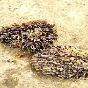 unripe_valid (264).jpg