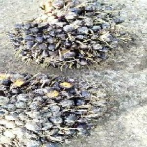 unripe_valid (266).jpg