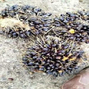 unripe_valid (270).jpg