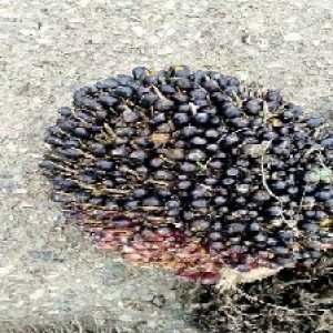 unripe_valid (276).jpg