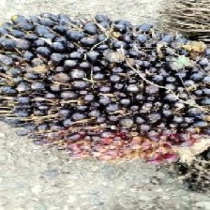 unripe_valid (277).jpg