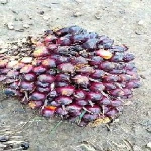 unripe_valid (28).jpg