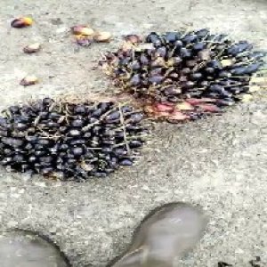 unripe_valid (280).jpg