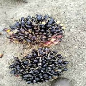 unripe_valid (281).jpg