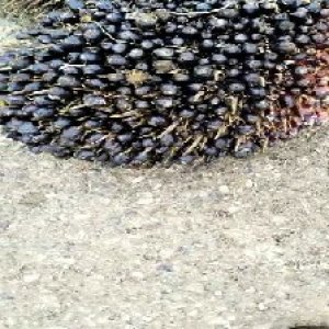 unripe_valid (282).jpg