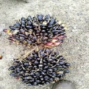 unripe_valid (284).jpg