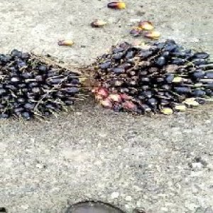 unripe_valid (285).jpg