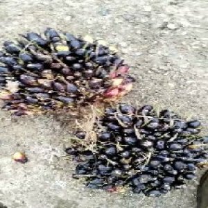 unripe_valid (286).jpg