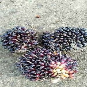 unripe_valid (287).jpg