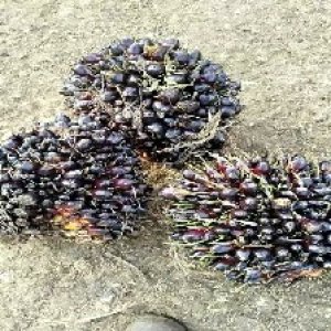 unripe_valid (288).jpg