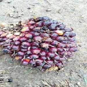 unripe_valid (29).jpg