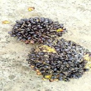 unripe_valid (291).jpg