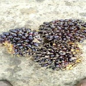 unripe_valid (293).jpg