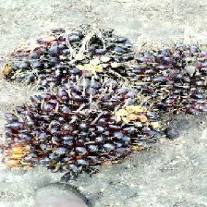 unripe_valid (294).jpg