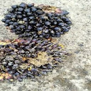 unripe_valid (295).jpg